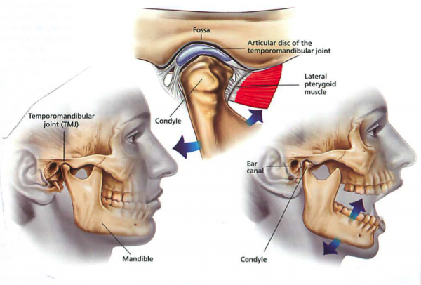 Temporomandibular-joint