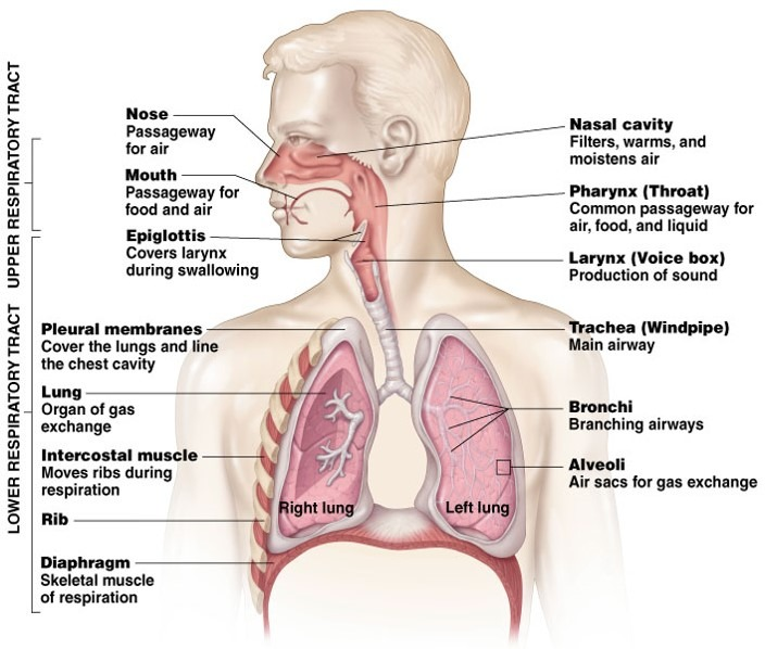 anatomy of upper and lower respiratory tract