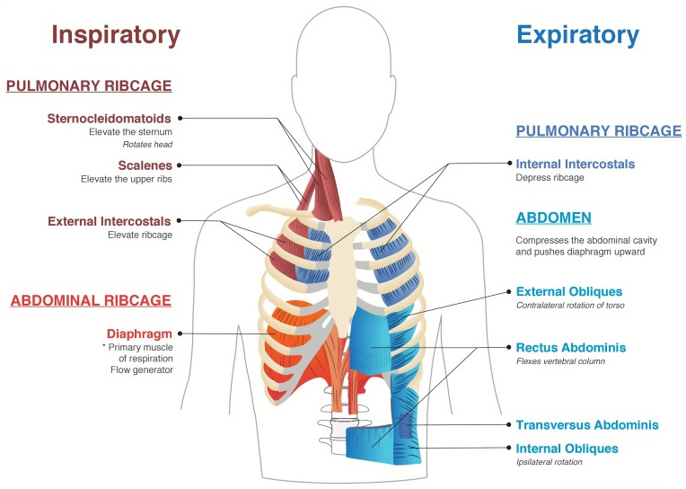 anatomy of lungs inspiratory and expiratory ribs muscles