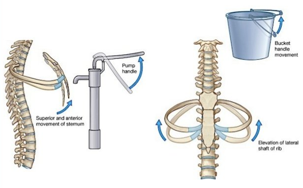 pasted image 0 (5) breathing anatomy physiology spine ribs