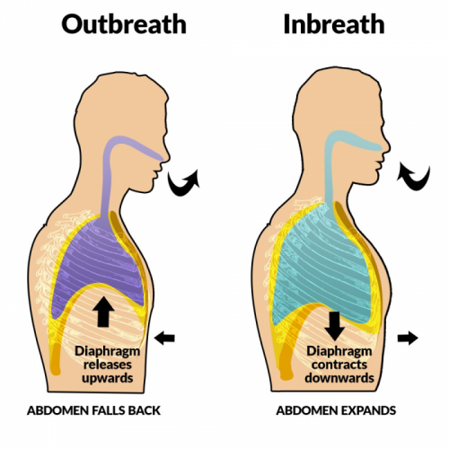 pasted image 0 (6) breathing in and out inbreath outbreath mechanics physiology with diaphragm